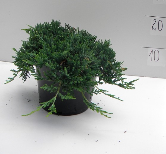 Можжевельник горизонтальный Вилтони